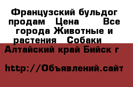 Французский бульдог продам › Цена ­ 1 - Все города Животные и растения » Собаки   . Алтайский край,Бийск г.